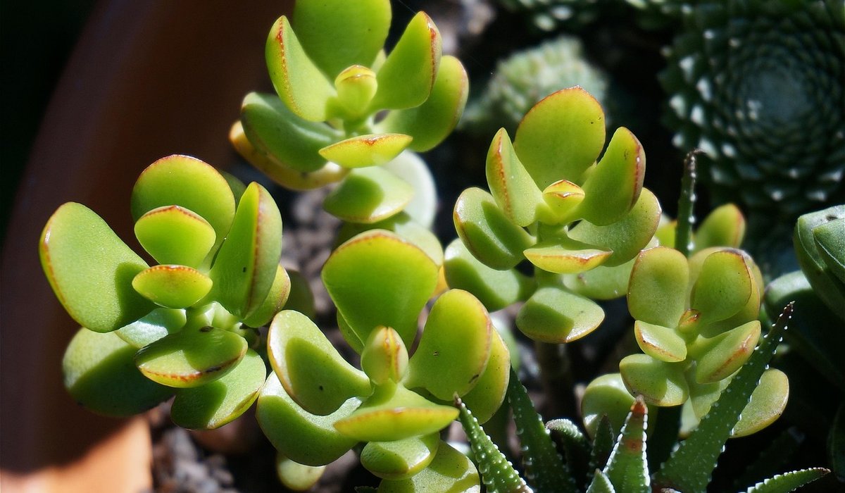 Watering Tips for Potted Plants in Hot Weather